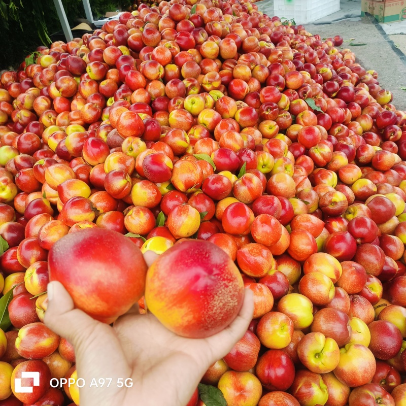 山东油桃露天油桃大量现货，现摘现发货对接全国各大店商市场