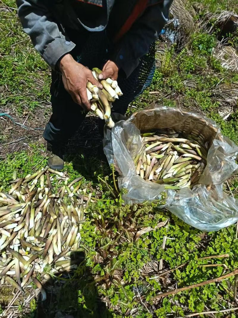 竹叶菜鲜货，看得见的新鲜