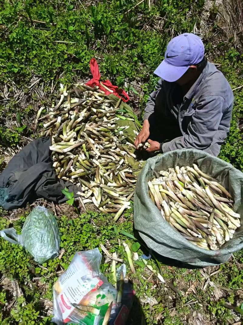 竹叶菜鲜货，看得见的新鲜