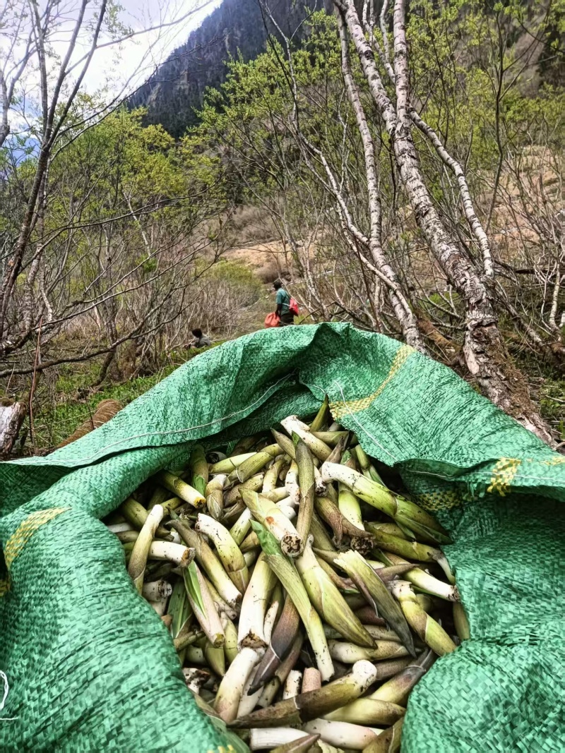 竹叶菜鲜货，看得见的新鲜