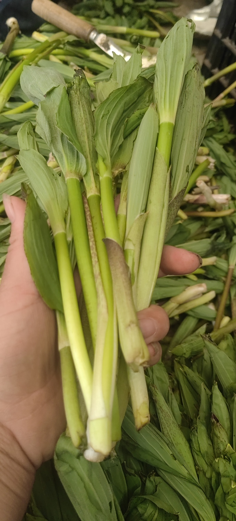 竹叶菜鲜货，看得见的新鲜