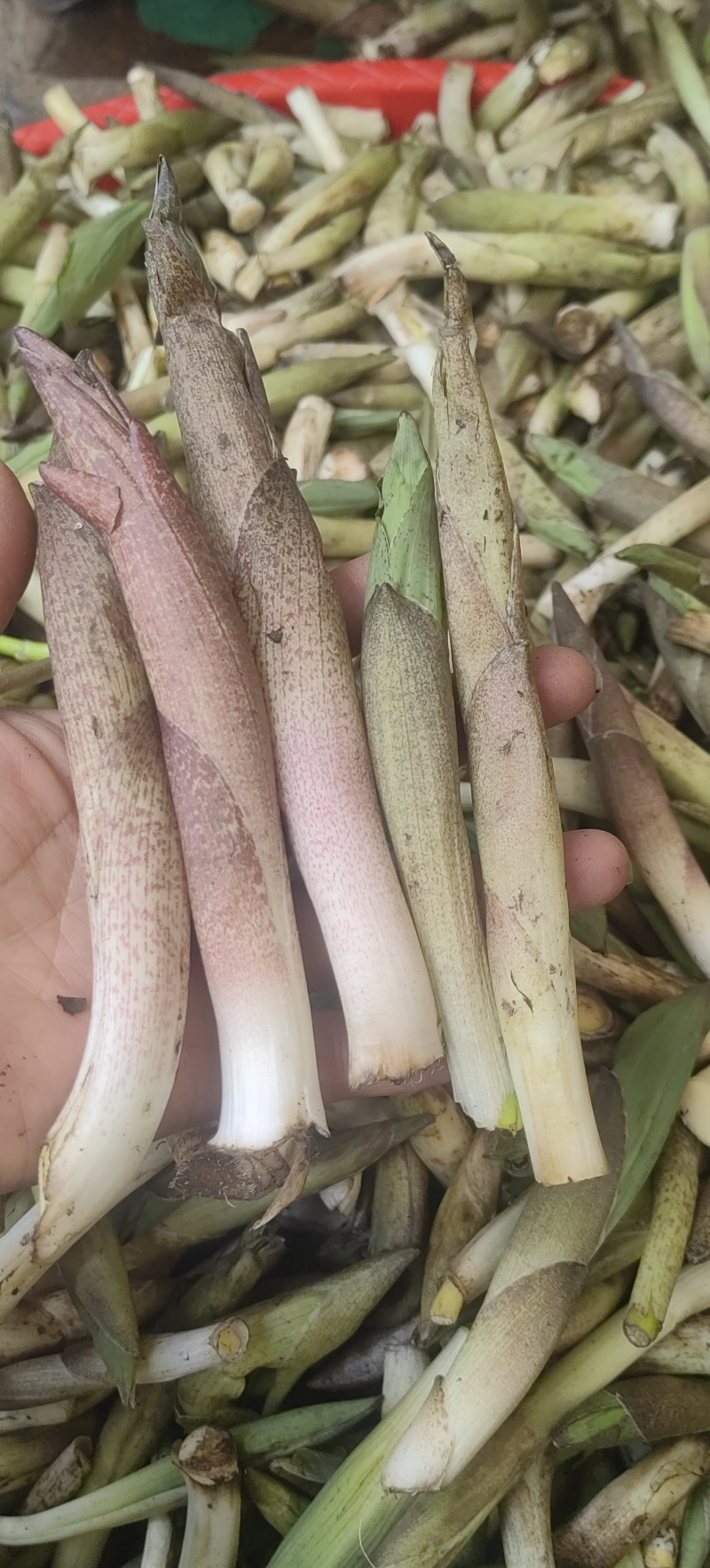 竹叶菜鲜货，看得见的新鲜