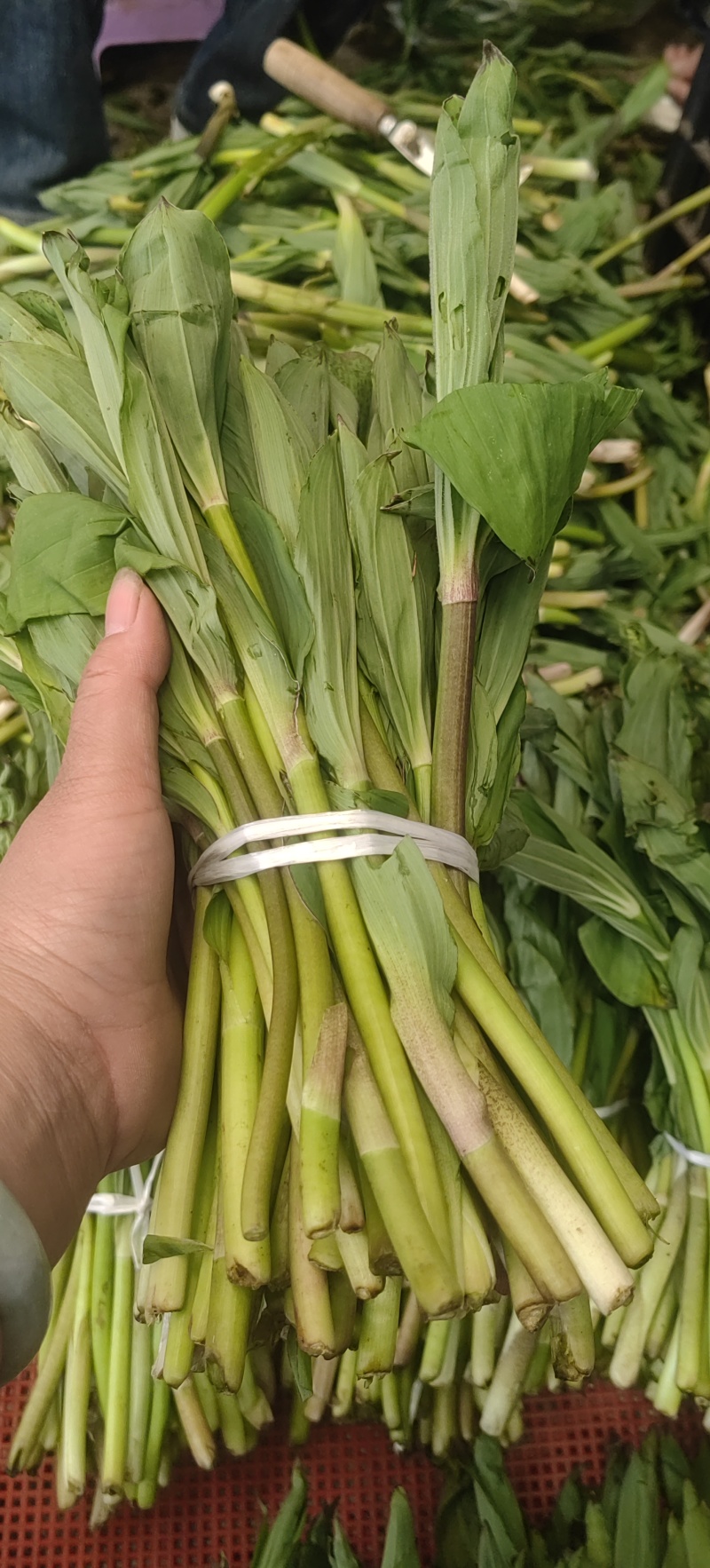 竹叶菜鲜货，看得见的新鲜