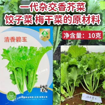 清香碧玉香芥菜种子杂交饺子菜种子梅干菜种籽清香浓郁秋季菜