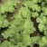 清香碧玉香芥菜种子杂交饺子菜种子梅干菜种籽清香浓郁秋季菜