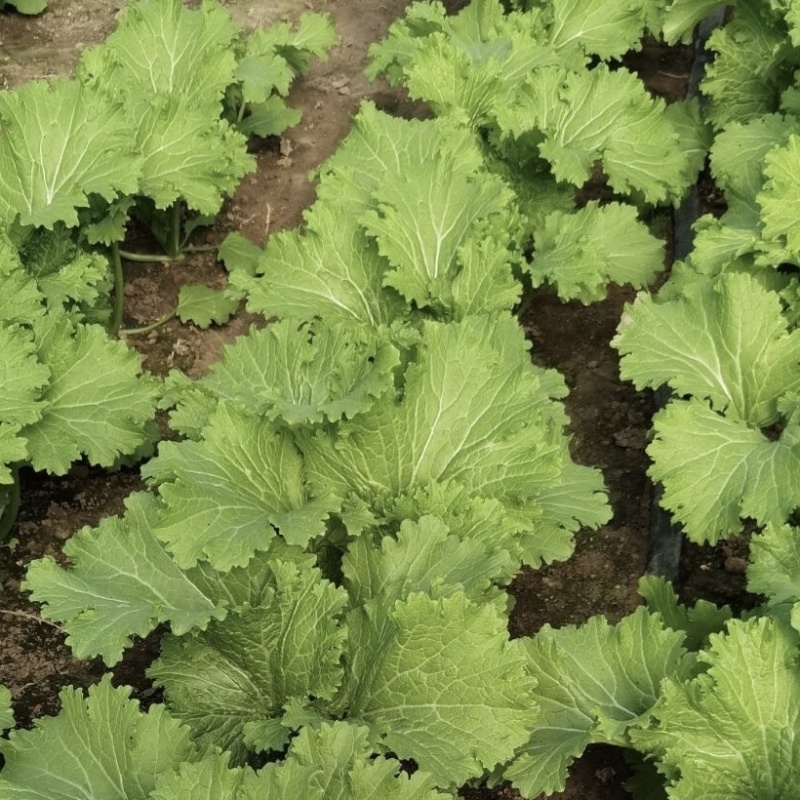 清香碧玉香芥菜种子杂交饺子菜种子梅干菜种籽清香浓郁秋季菜
