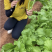 清香碧玉香芥菜种子杂交饺子菜种子梅干菜种籽清香浓郁秋季菜