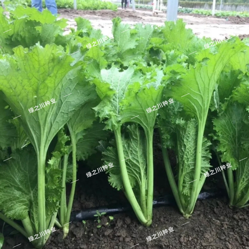 清香碧玉香芥菜种子杂交饺子菜种子梅干菜种籽清香浓郁秋季菜
