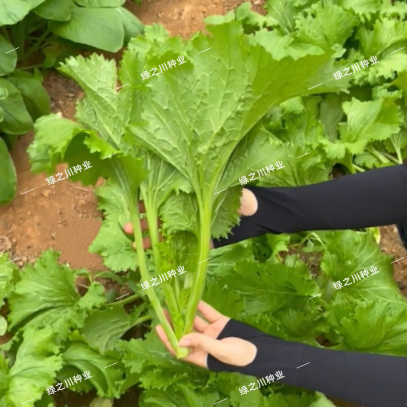清香碧玉香芥菜种子杂交饺子菜种子梅干菜种籽清香浓郁秋季菜