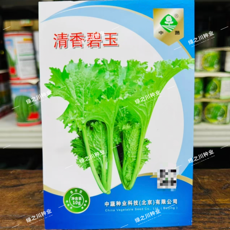 清香碧玉香芥菜种子杂交饺子菜种子梅干菜种籽清香浓郁秋季菜