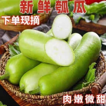 瓠子瓜瓠子产地看货论价保质保量欢迎订购