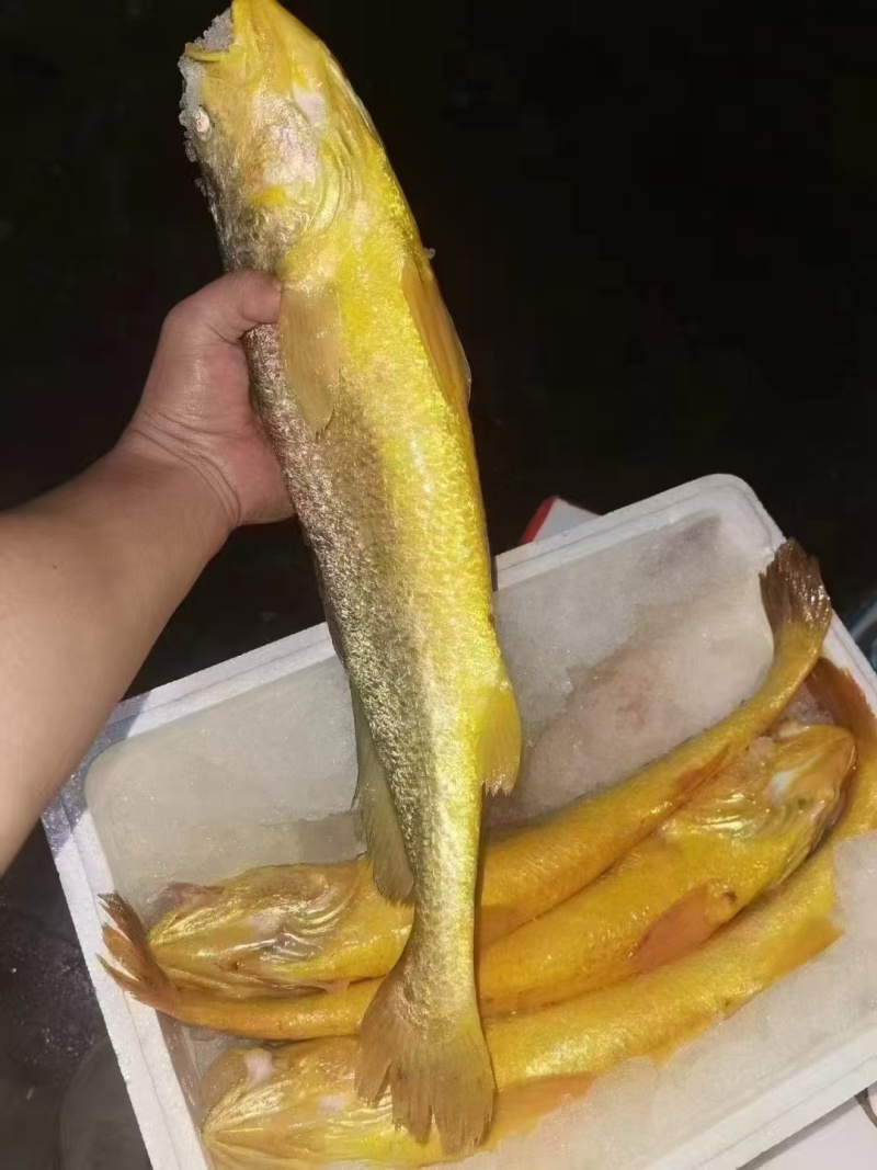 精品深海大黄鱼（不含冰）急冻，顺丰包邮