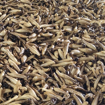 真空低温油浴鹿茸菇脆，vf鹿茸菇脆，鹿茸菇干
