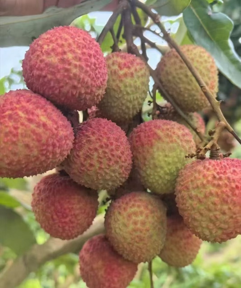 新上市广西荔枝正宗灵山荔枝妃子笑荔枝新鲜荔枝