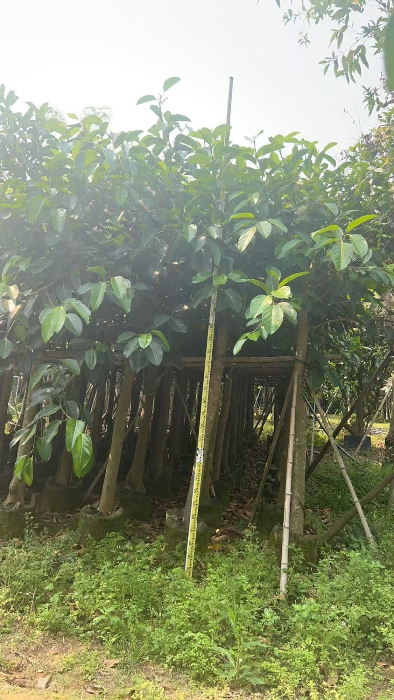 高山榕10-12-15分，有需要来电咨询