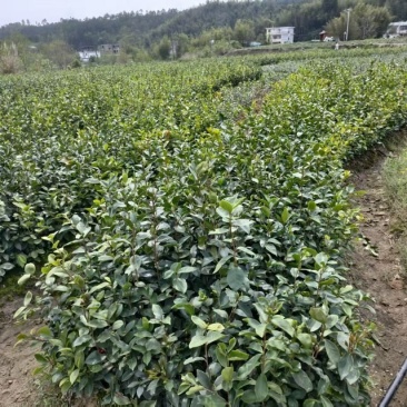 油茶树苗