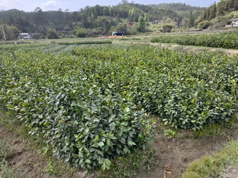 油茶树苗