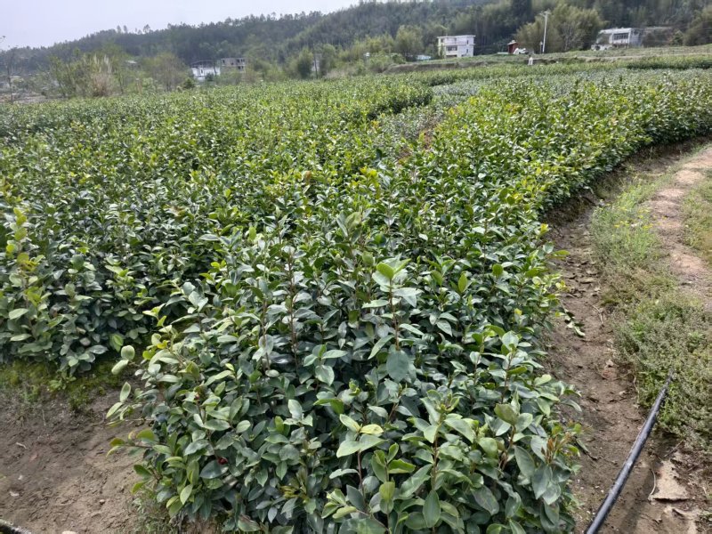 油茶树苗