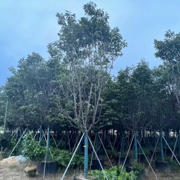 广州樱花全冠8-12分，有需要的来电咨询