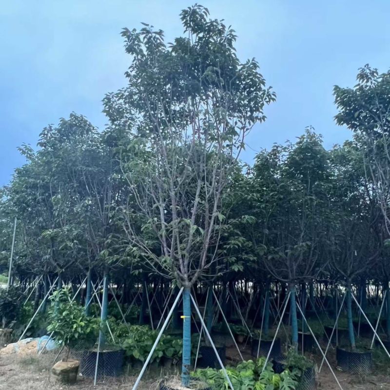 广州樱花全冠8-12分，有需要的来电咨询