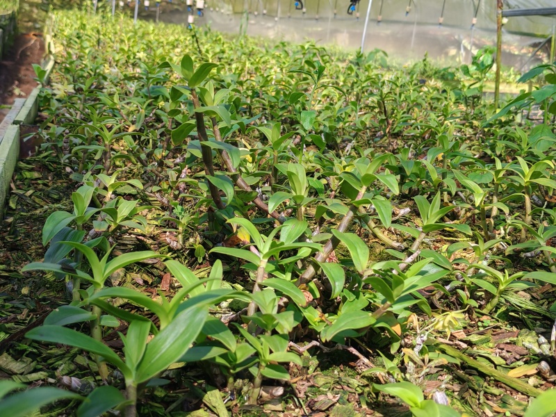 铁皮石斛小苗