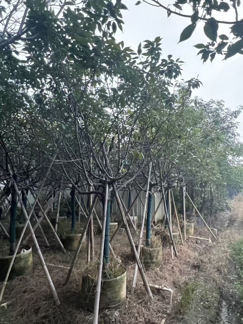 广州樱花全冠8-12分，有需要的来电咨询