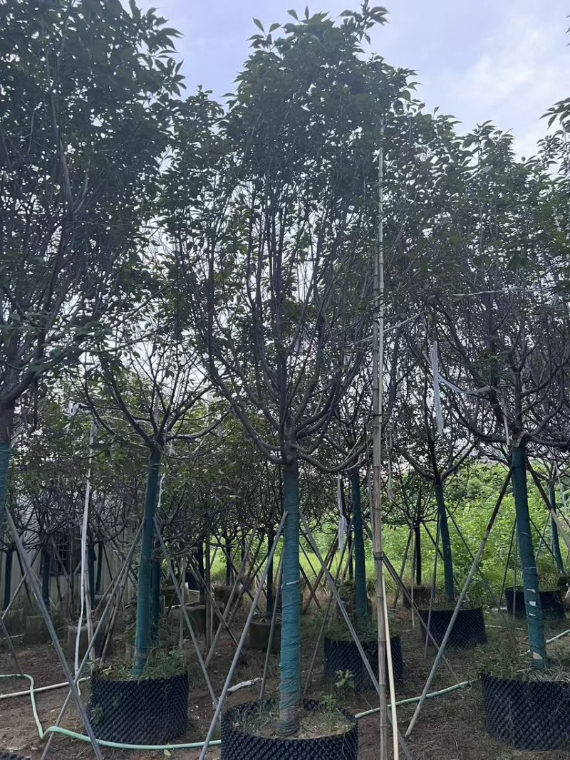 广州樱花全冠8-12分，有需要的来电咨询