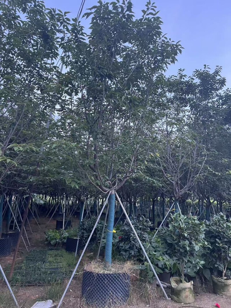 广州樱花全冠8-12分，有需要的来电咨询