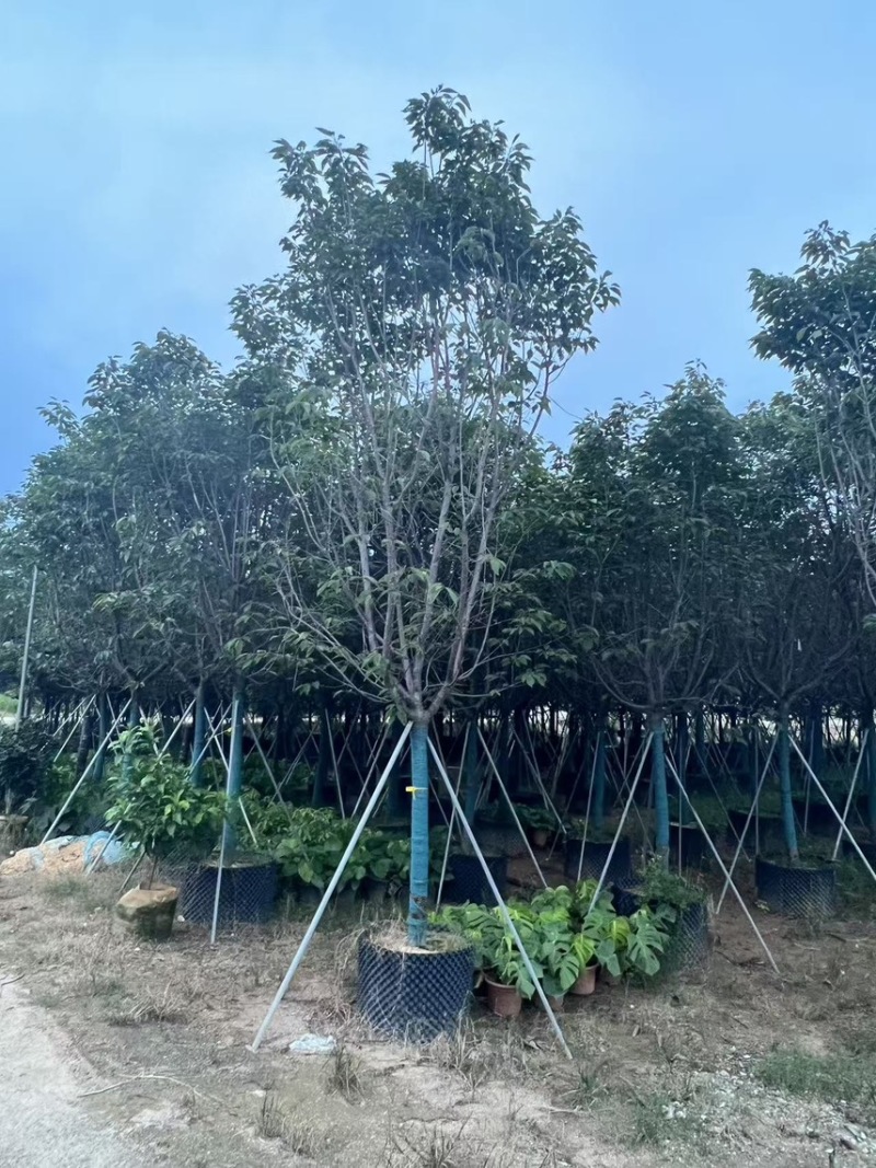 广州樱花全冠8-12分，有需要的来电咨询