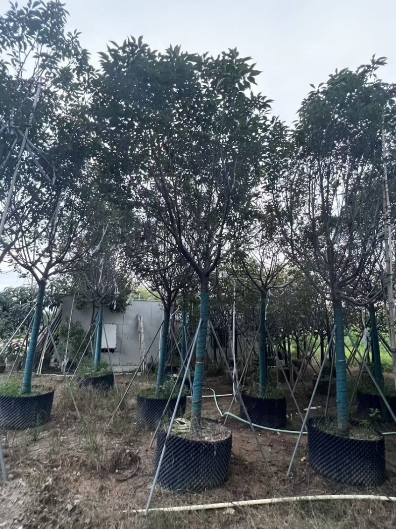 广州樱花全冠8-12分，有需要的来电咨询