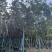 广州樱花全冠8-12分，有需要的来电咨询
