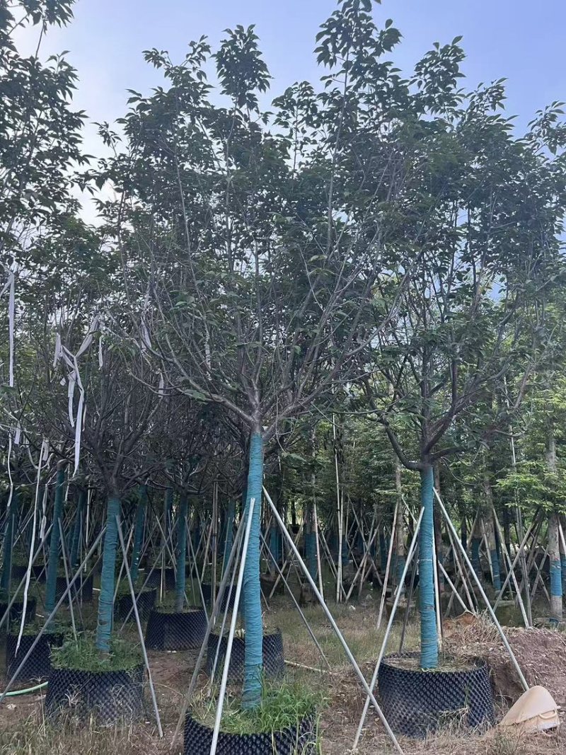 广州樱花全冠8-12分，有需要的来电咨询