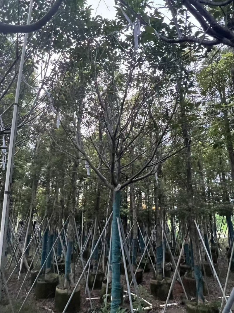 广州樱花全冠8-12分，有需要的来电咨询