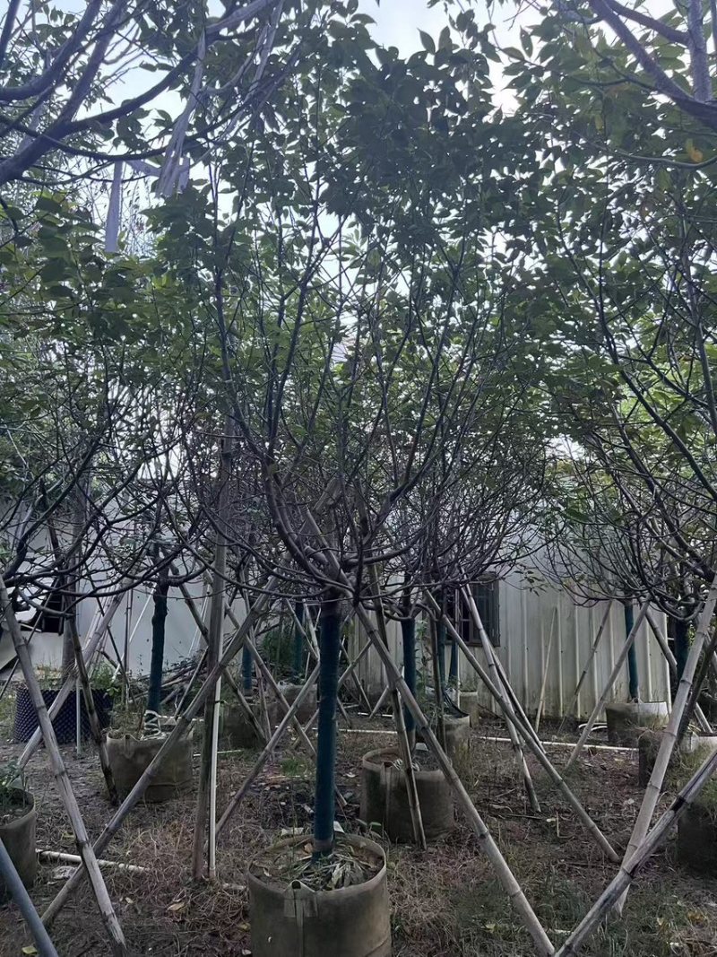 广州樱花全冠8-12分，有需要的来电咨询