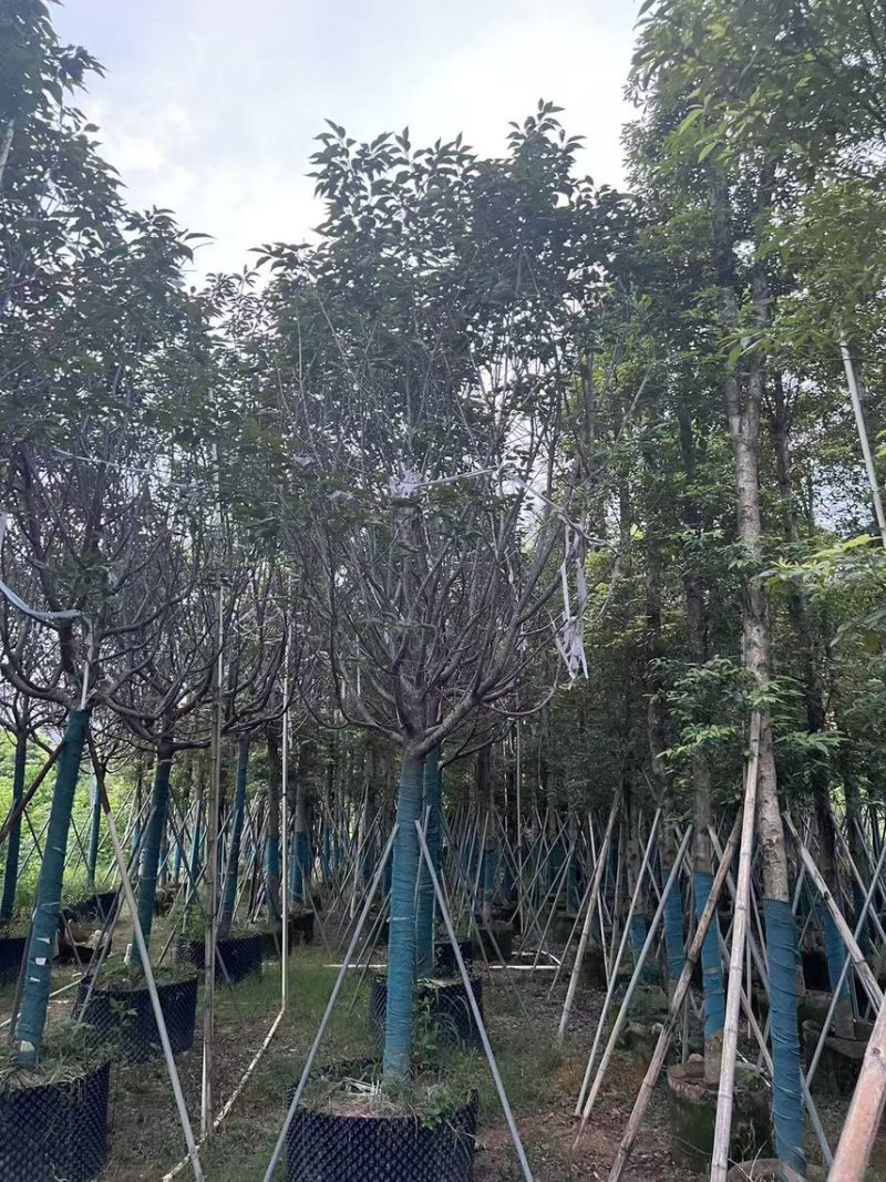广州樱花全冠8-12分，有需要的来电咨询
