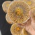 野生冬虫夏草冻干锁鲜