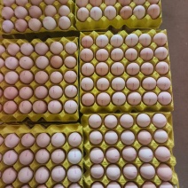 精品富晒粉蛋