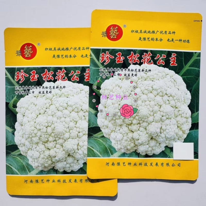 豫艺珍玉松花公主青梗松花菜种子花球整齐松大美白耐热秋播花