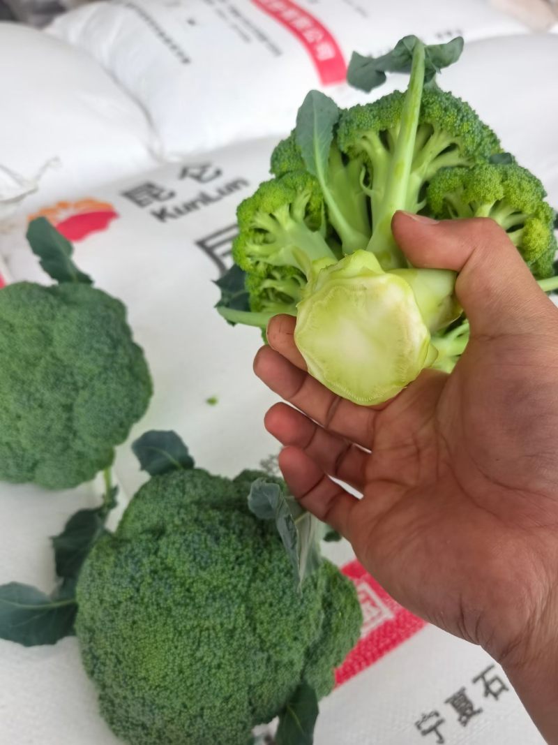 发往全国各地精品西蓝花