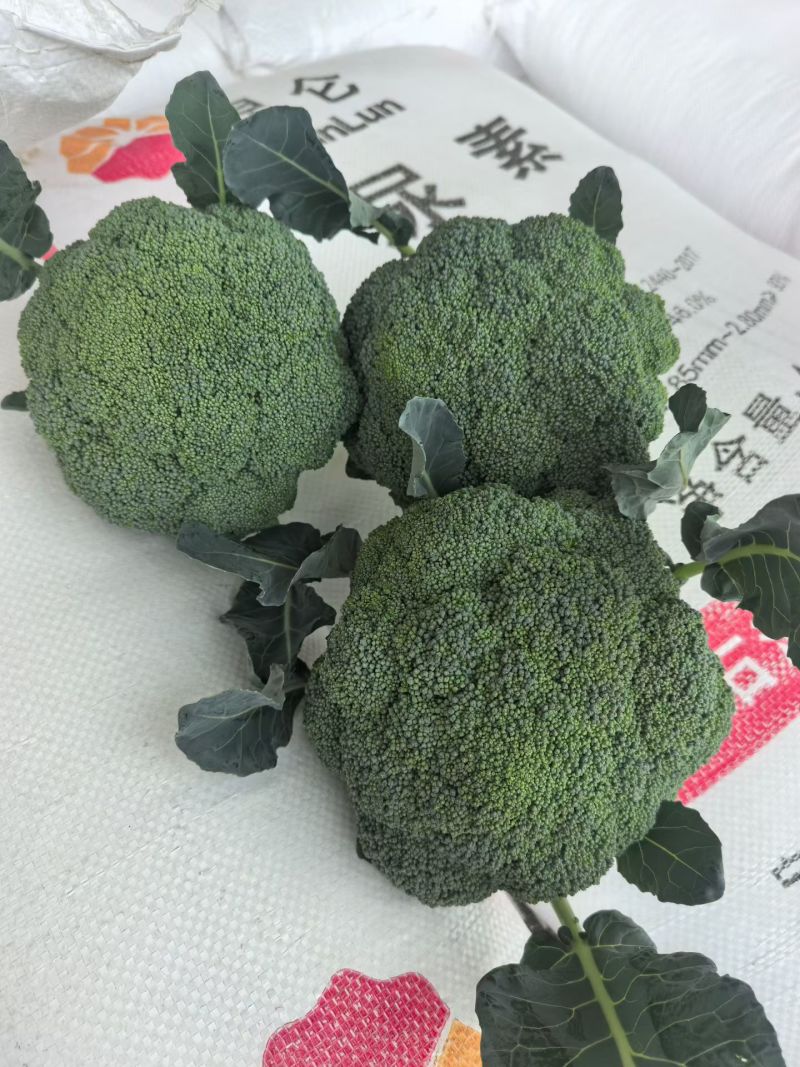 发往全国各地精品西蓝花