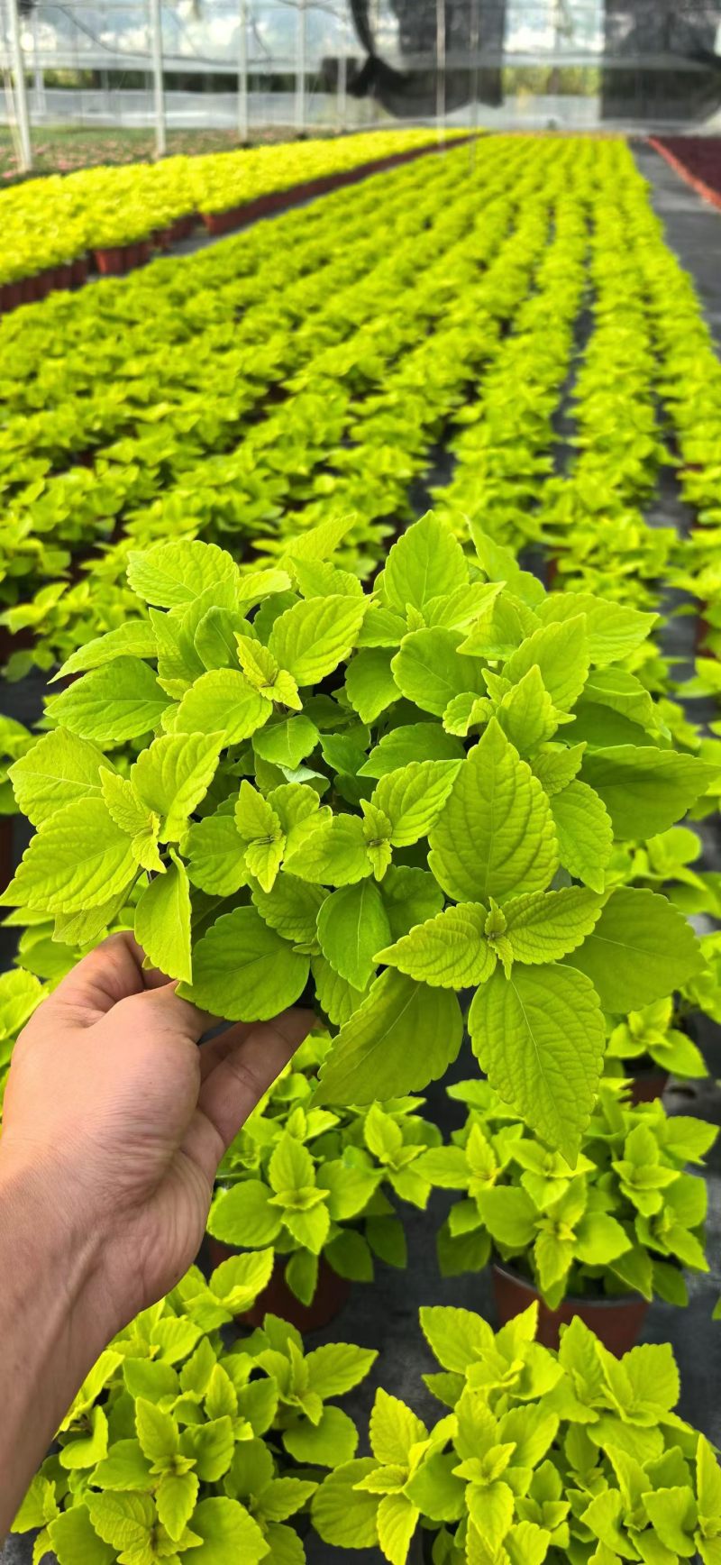 观叶植物彩叶草180杯三色，基地有量，欢迎来一亩田订购。