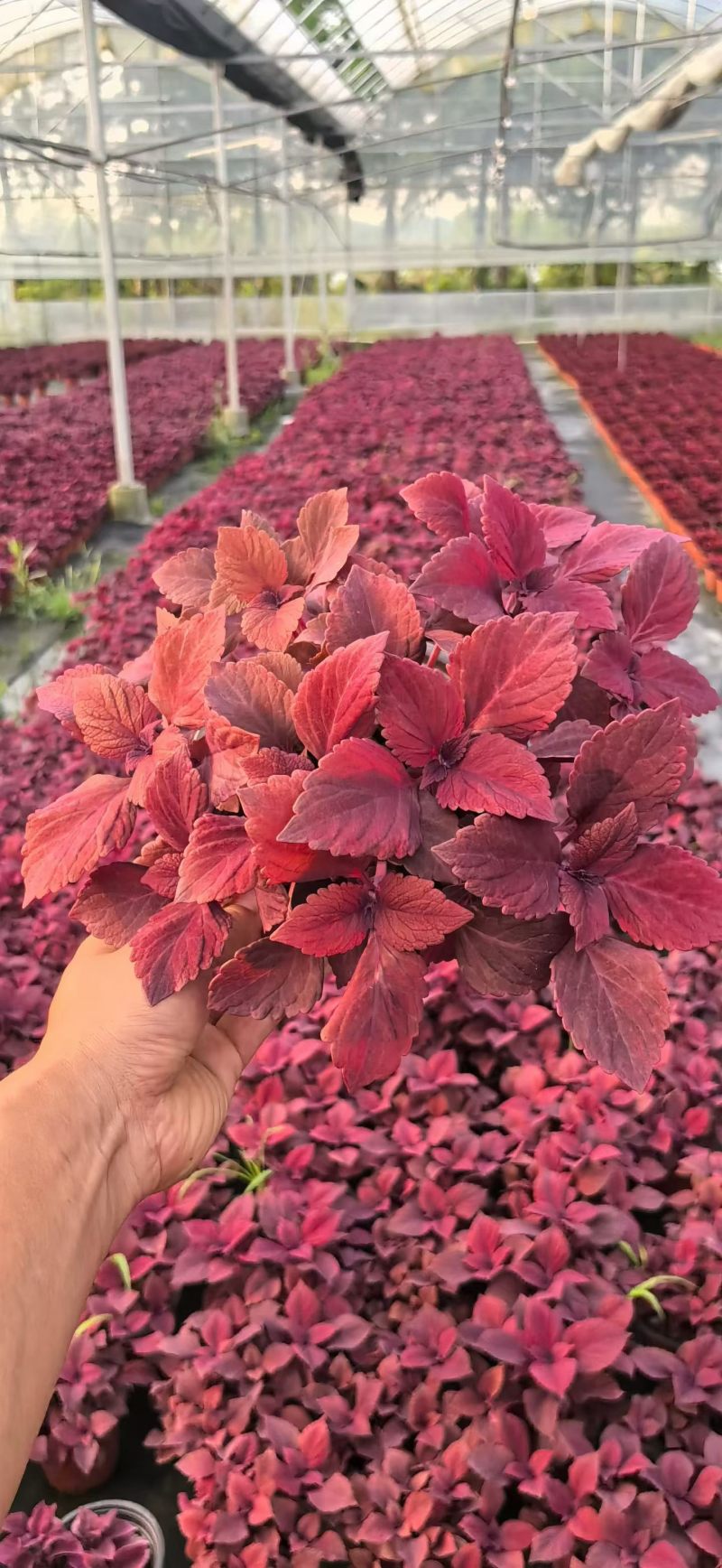 观叶植物彩叶草180杯三色，基地有量，欢迎来一亩田订购。