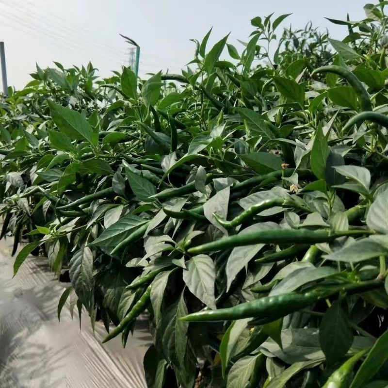 桂龙特大果朝天椒种子中晚熟单生辣度高耐热耐湿辣椒种籽蔬菜