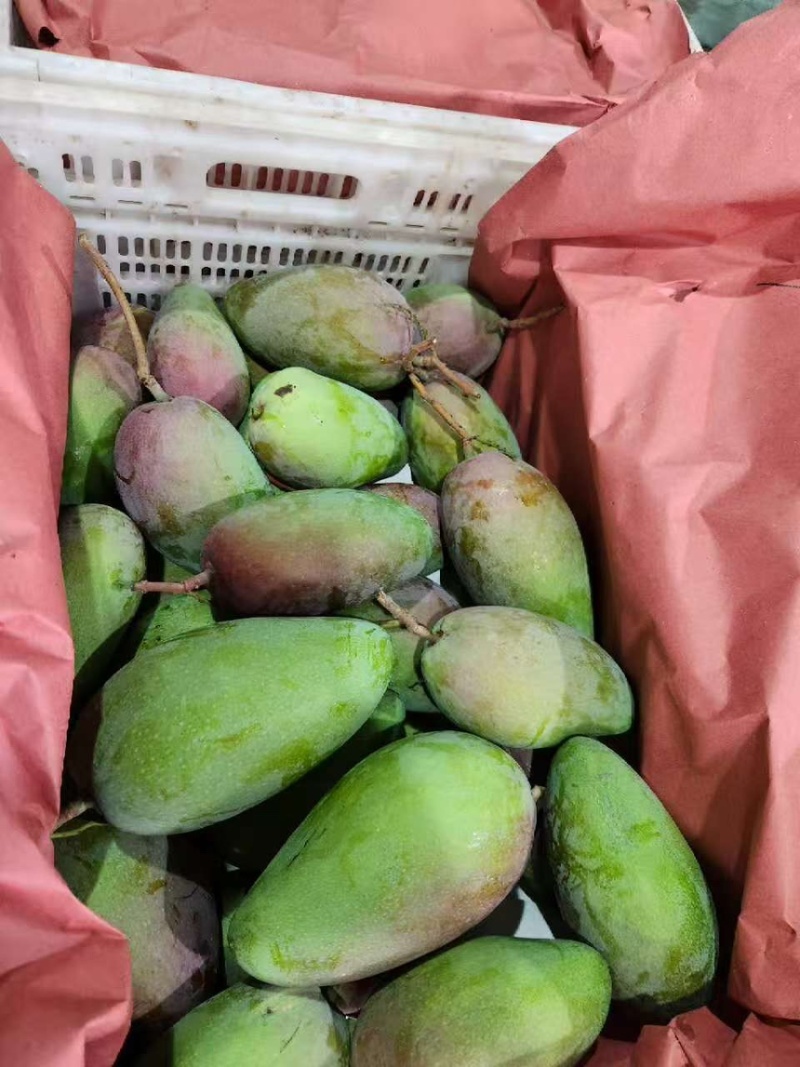 广西贵妃芒果大量上市中，支持全平台线上线下一件代发。