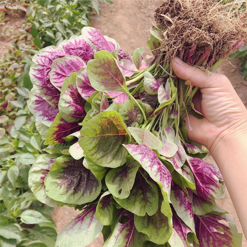迟花耐抽苔苋菜种子叶片近圆形边缘绿色叶心红艳叶片宽厚纤维