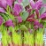 迟花耐抽苔苋菜种子叶片近圆形边缘绿色叶心红艳叶片宽厚纤维