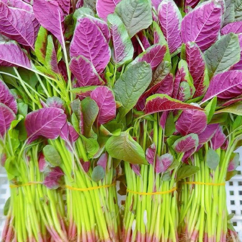 迟花耐抽苔苋菜种子叶片近圆形边缘绿色叶心红艳叶片宽厚纤维