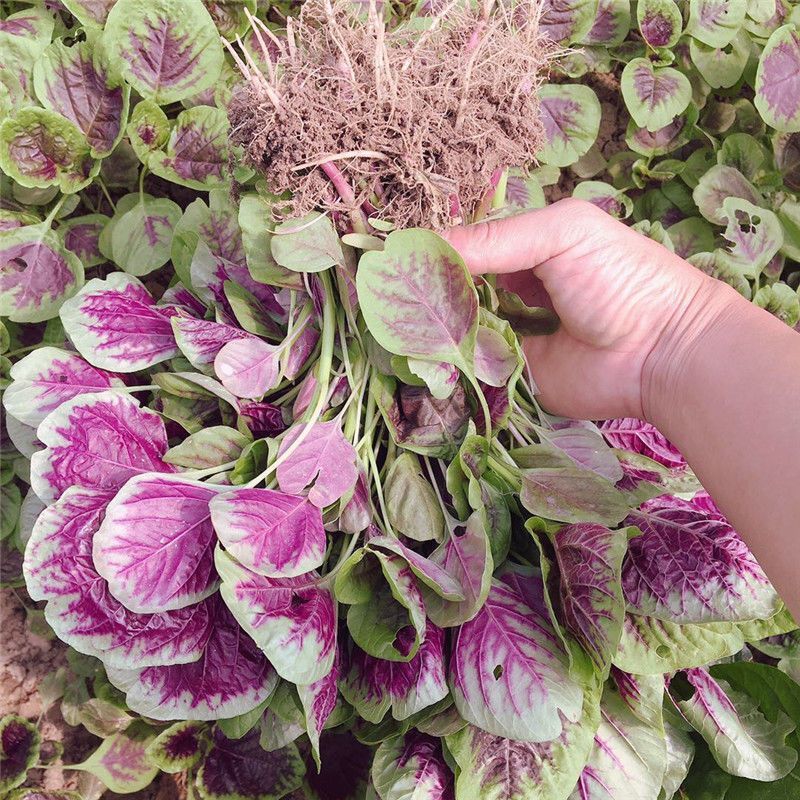 迟花耐抽苔苋菜种子叶片近圆形边缘绿色叶心红艳叶片宽厚纤维