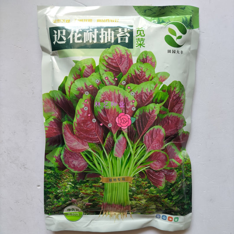 迟花耐抽苔苋菜种子叶片近圆形边缘绿色叶心红艳叶片宽厚纤维
