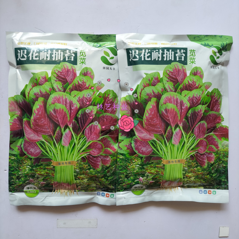 迟花耐抽苔苋菜种子叶片近圆形边缘绿色叶心红艳叶片宽厚纤维